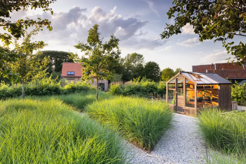 Гребля hreblia міскантус блок теплиця моно насадження