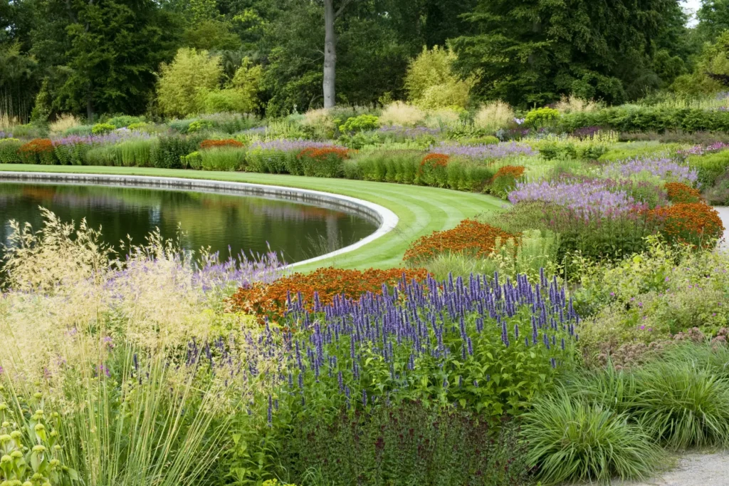 ехінацея кущі гребля очиток видний блоки hreblia