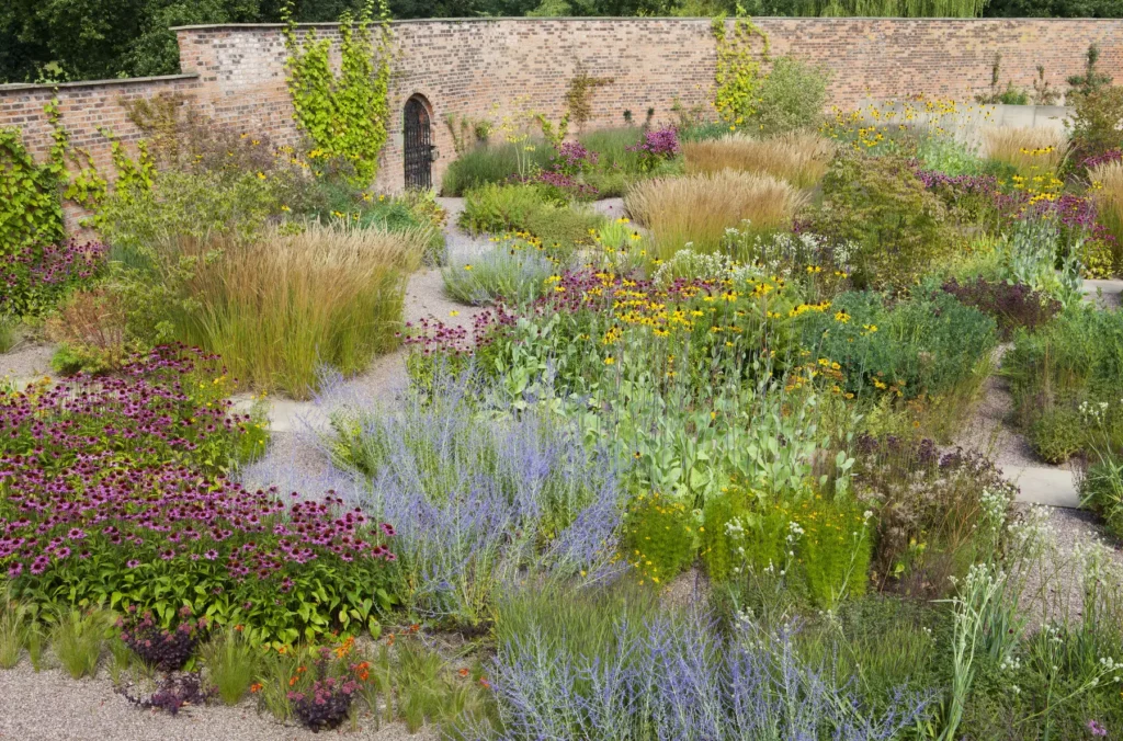 рудбекія hreblia ехінацеї гребля шавлія миколайчики блоки