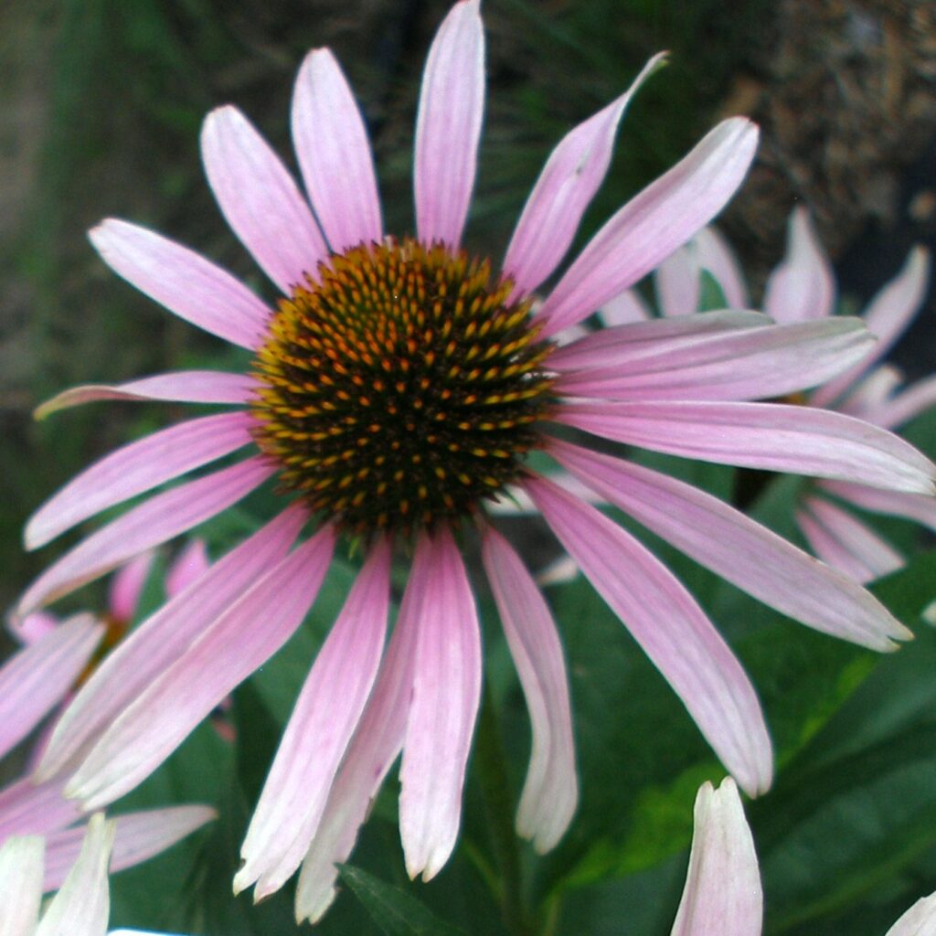 гребля квітка ехінацеї echinacea pupurea ехінацея пурпурова квітування