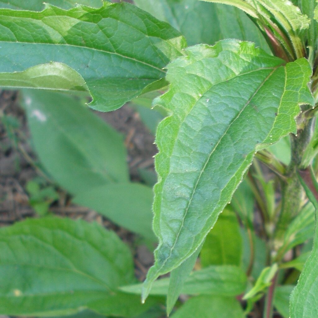 гребля hreblia листя ехінацеї leaf echinacea pupurea ехінацея пурпурова