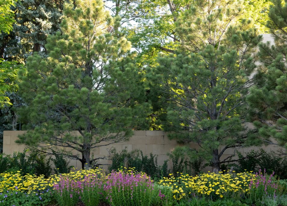 Дерева кущі сосни багаторічні рослини структурні рослини structural plants гребля