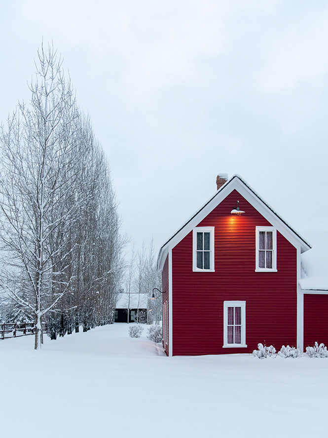 Дерева кущі структурні рослини structural plants взимку гребля