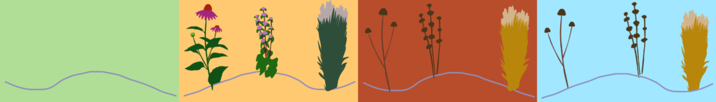 Сезонні рослини seasonal plants період декоративності сезонних рослин гребля квіти злакові