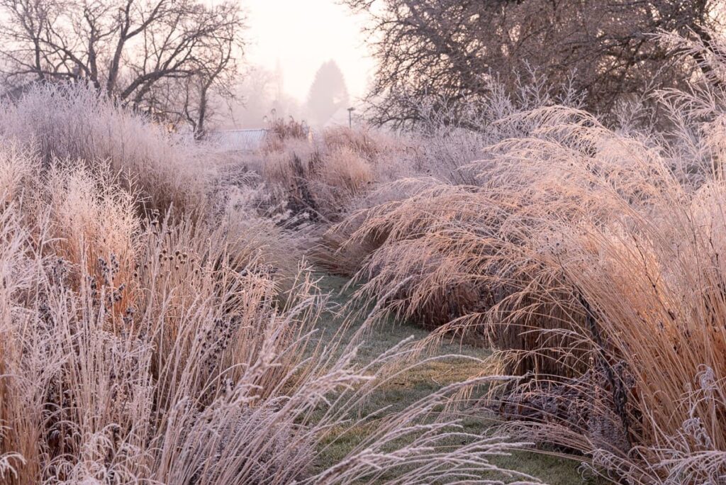 Сезонні рослини багаторічні квіти взимку seasonal plants in winter гребля
