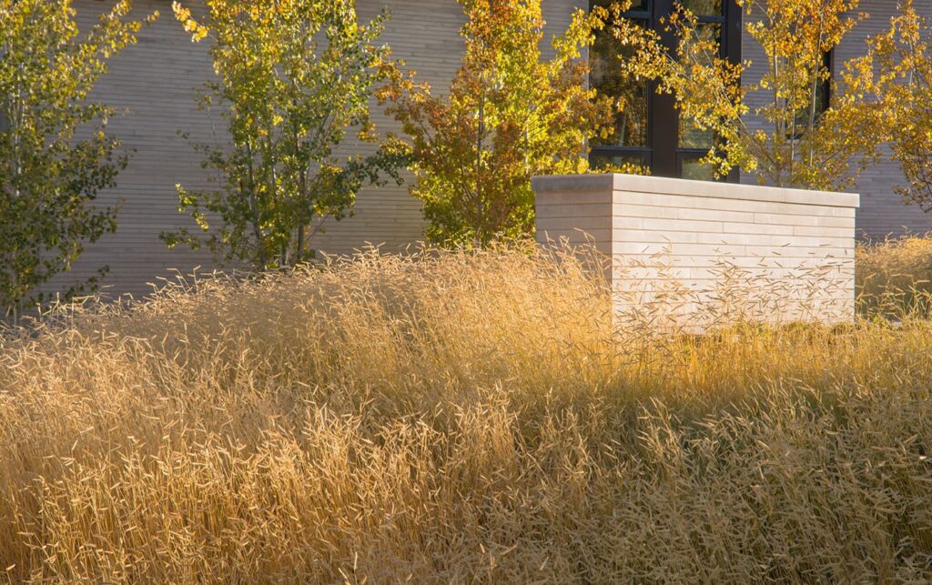 Ґрунтопокривні рослини бутелуа витончена дерева Bouteloua gracilis groundcover plants