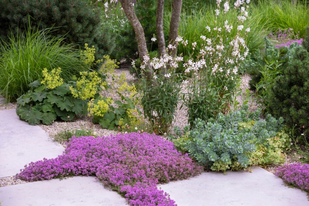 Ґрунтопокривні рослини чебрець thymus groundcover plants гребля