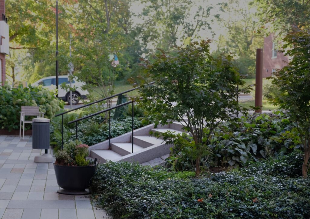 Ґрунтопокривні рослини кущі ґрунтопокривні кущі groundcover plants гребля