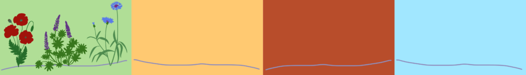 Рослини-наповнювачі filler plants період декоративності рослин-наповнювачів однорічні квіти люпин волошка мак льон