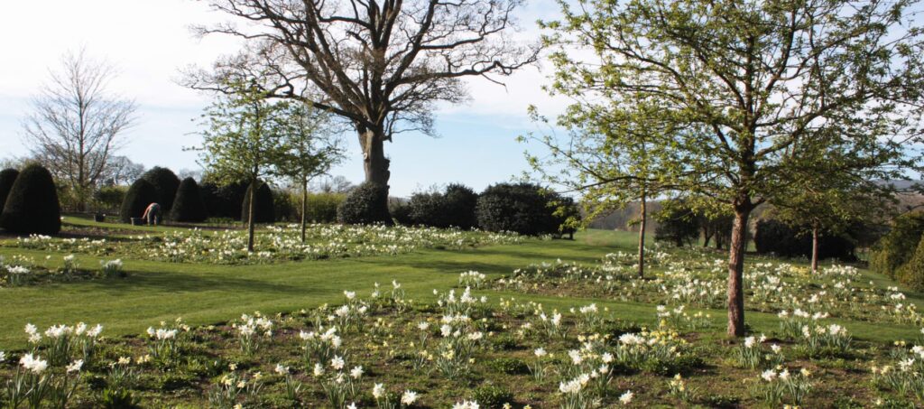 Рослини-заповнювачі квітування цибулькових рослин filler plants