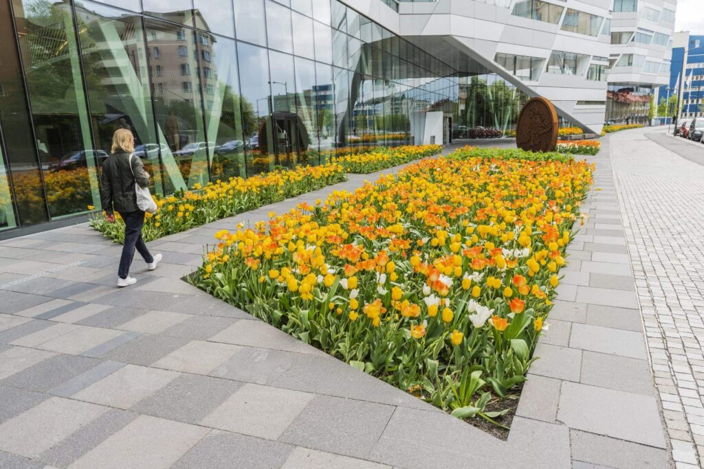 Рослини-заповнювачі квітування цибулькових рослин квітування тюльпанів навесні filler plants