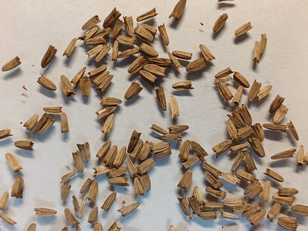 насіння ехінацеї пурпурової echinacea purpurea seeds вирощування ехінацеї з насіння гребля hreblia