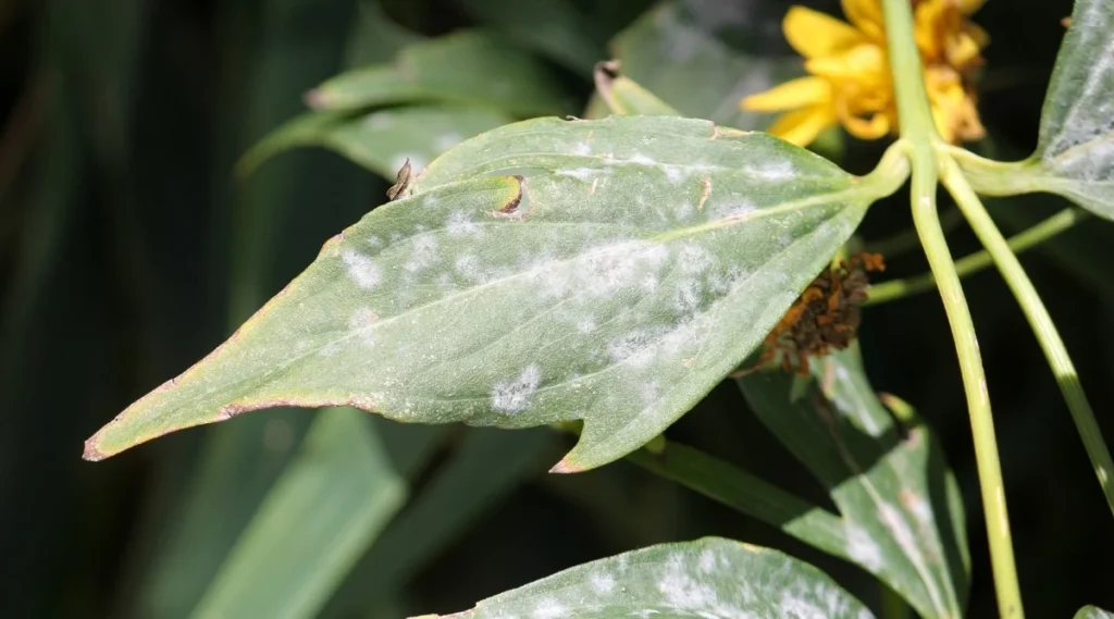 хвороби ехінацеї пурпурової echinacea purpurea plant diseases борошниста роса powdery mildew erysiphaceae