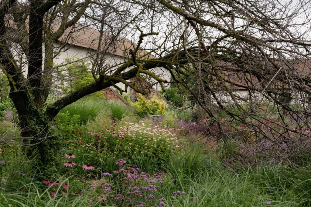 ехінацея пурпурова echinacea purpurea coneflower поєднання в саду ехінацеї гребля hreblia