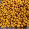 гребля hreblia піраканта глодівець pyracantha golden charmer жовта ягоди berries
