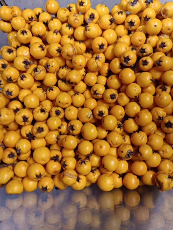 гребля hreblia піраканта глодівець pyracantha golden charmer жовта ягоди berries