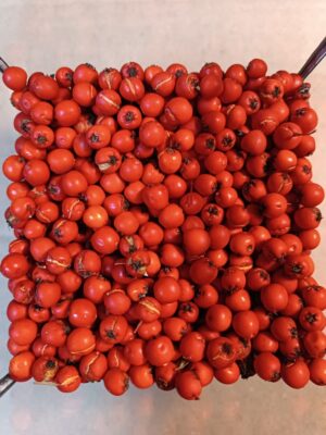 Глодівець червоний колір ягід pyracantha гребля