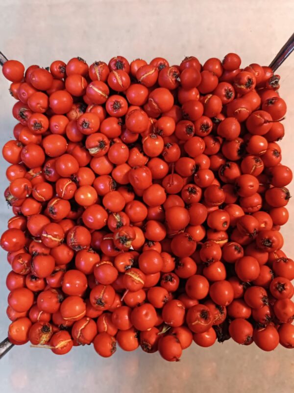 Глодівець червоний колір ягід pyracantha гребля