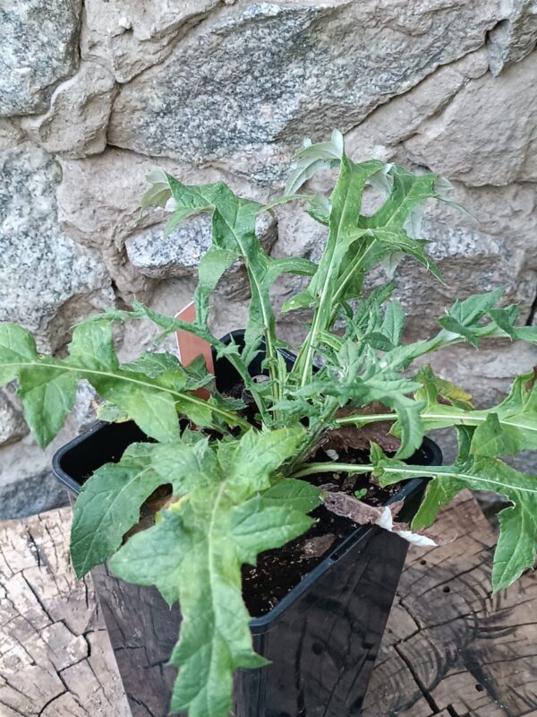 Головатень Blue Glow Echinops bannaticus Blue Glow сезонні рослини