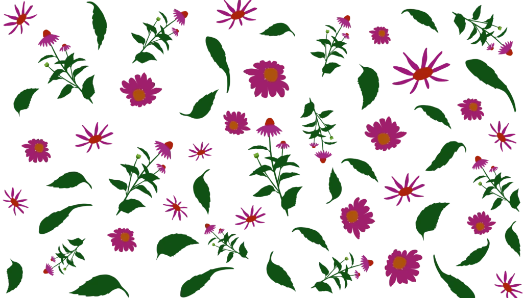 гребля hreblia квітник ехінацея echinacea ехінацея пурпурова echinacea purpurea coneflower