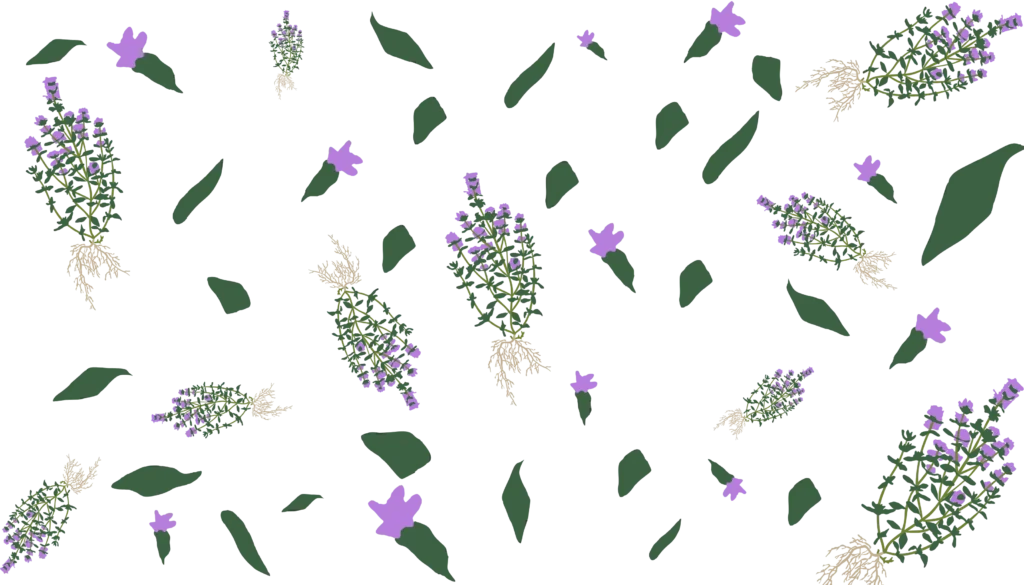 Довідник рослин чебрець звичайний thymus vulgaris Гребля