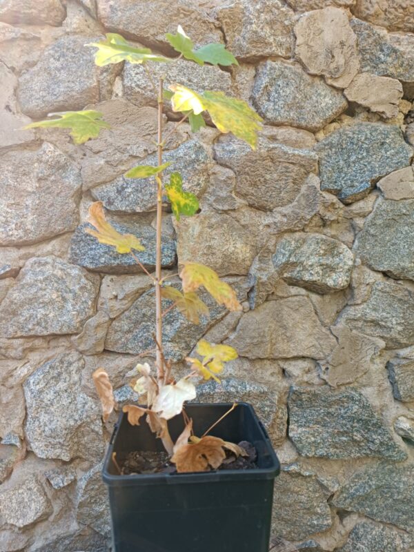 Клен польовий Acer campestre живопліт hedge гребля hreblia структурні рослини structural plants