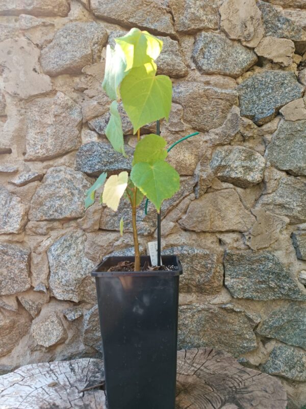 Саджанець липи серцелистої липи звичайної tilia cordata tree структурні рослини рослини для живоплоту рослини для живої огорожі