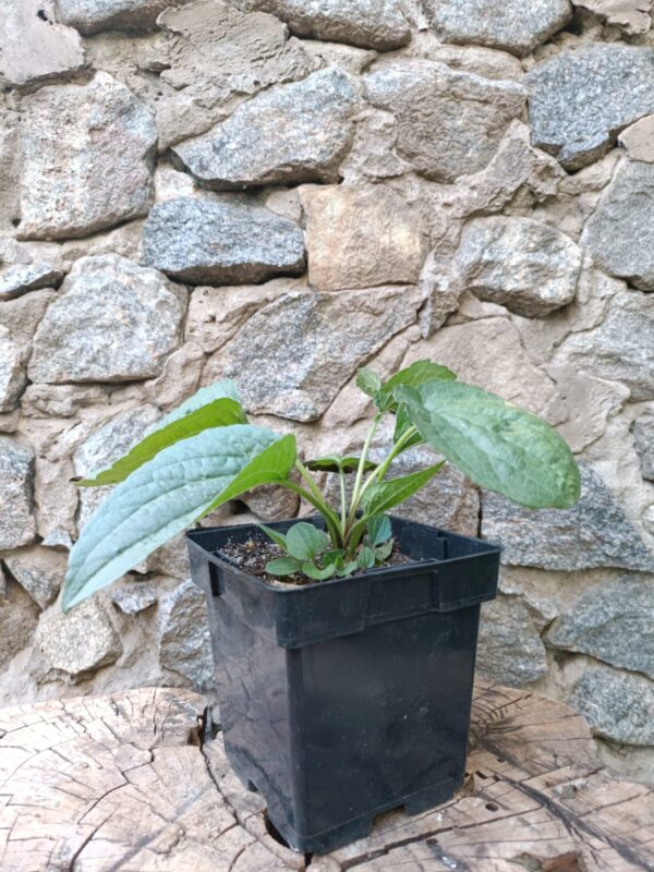 Рудбекія блискуча Goldsturm Rudbeckia fulgida Goldsturm сезонні рослини Гребля