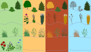 гребля hreblia рівні декоративних насаджень структурні рослини structural plants сезонні рослини seasonal plants ґрунтопокривні рослини groundcover plants рослини-наповнювачі filler plants