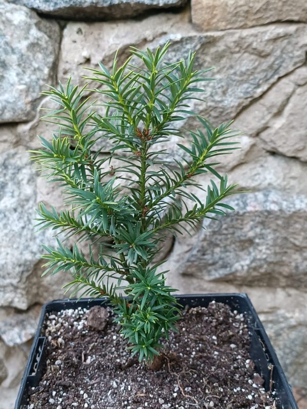 Тис ягідний Taxus baccata живопліт hedge гребля hreblia структурні рослини structural plants рослини для живоплоту