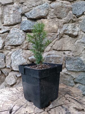 Тис ягідний Taxus baccata живопліт hedge гребля hreblia структурні рослини structural plants