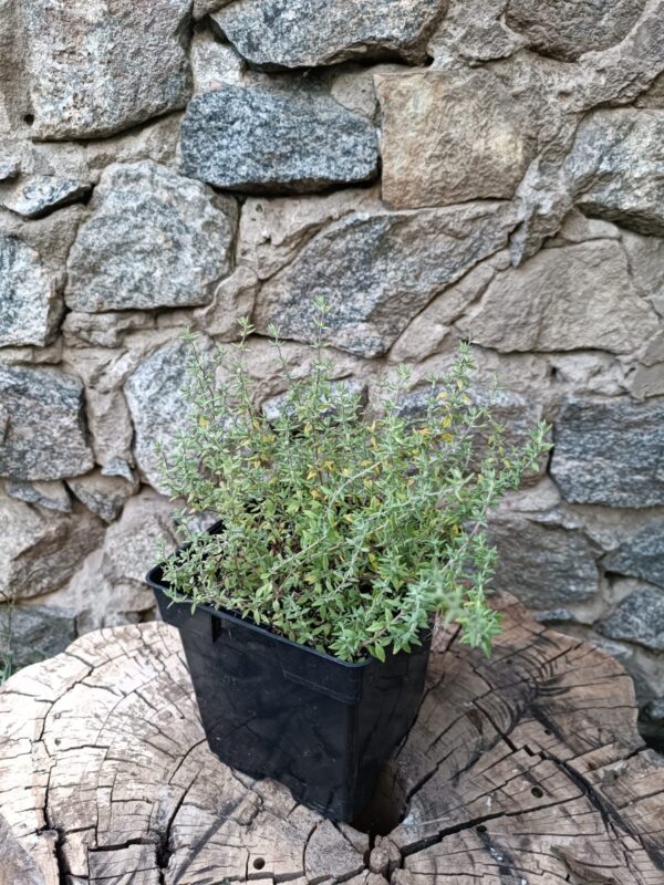 Гребля hreblia чебрець Orangelo Thymus vulgaris fragrantissimus hem genetics ґрунтопокривний