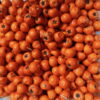 піраканта глодівець pyracantha orange charmer помаранчева жовтогаряча ягода berries