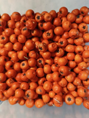 піраканта глодівець pyracantha orange charmer помаранчева жовтогаряча ягода berries