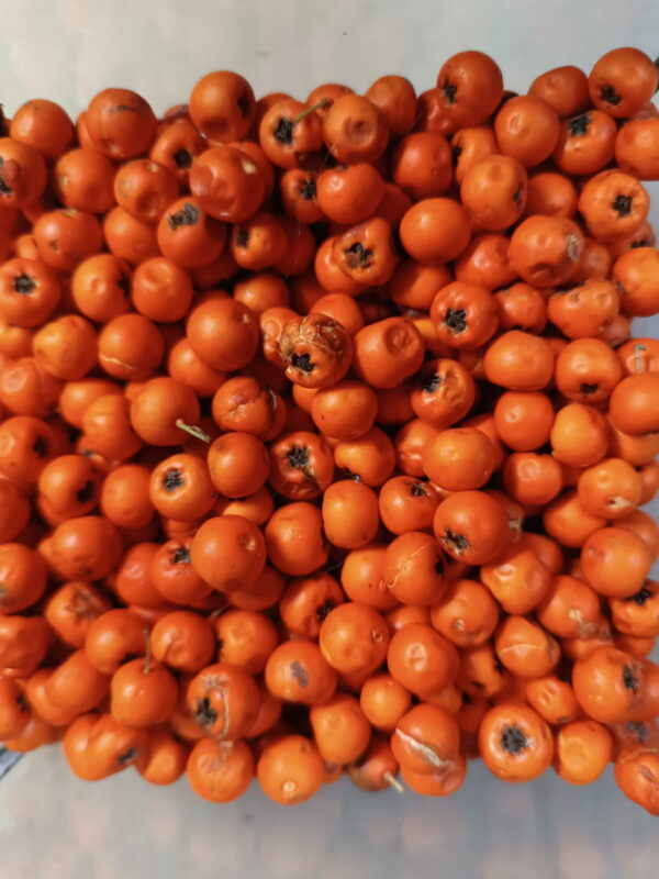 піраканта глодівець pyracantha orange charmer помаранчева жовтогаряча ягода berries