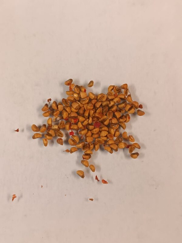 насіння seeds піраканта глодівець pyracantha червоний колір ягід гребля