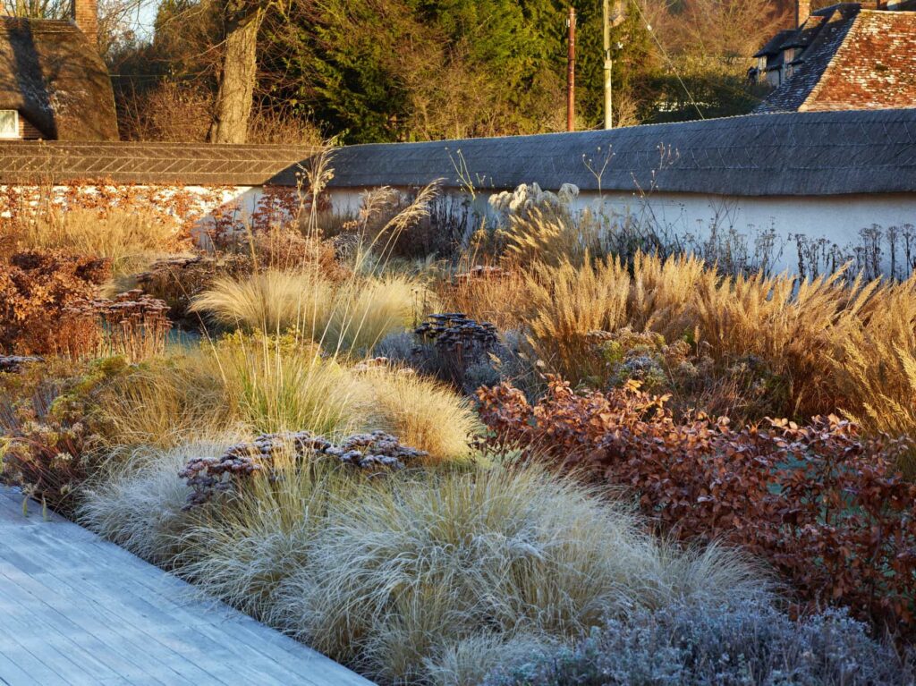 Декоративість трав і квітів восени Сад восени Сезонні рослини Seasonal plants