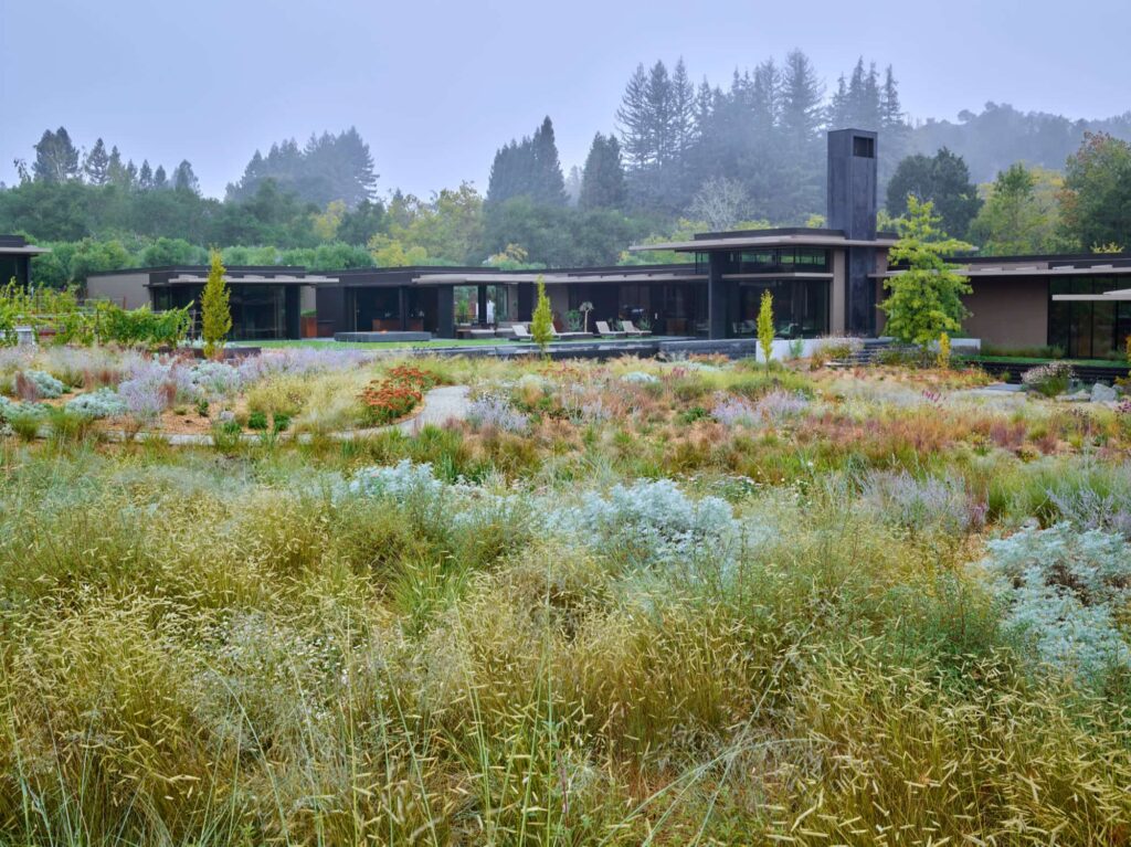 Використання бутелуа витонченої Bouteloua gracilis Бутелуа витончена Сезонні рослини Seasonal plants