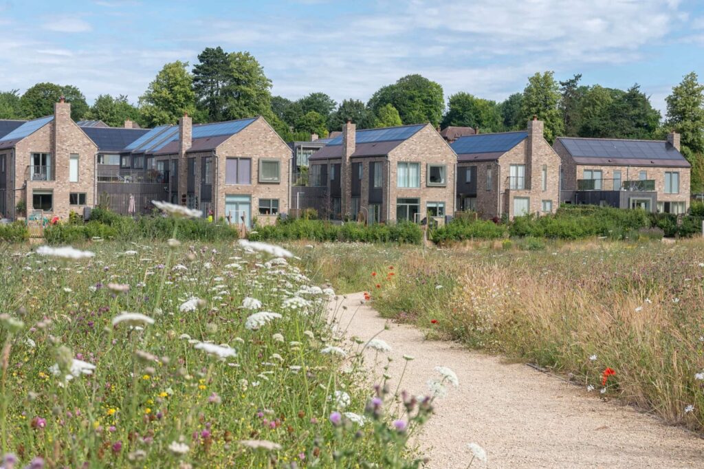 Поле засаджене травами, багаторічними та однорічними квітами Сезонні рослини Seasonal plants Рослини-заповнювачі Filler plants