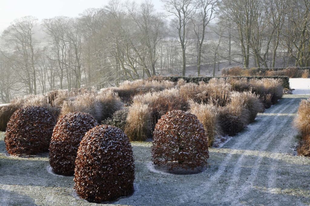 Трави зі стриженими формами на фоні структурних рослин взимку Сезонні рослини Seasonal plants Структурні рослини Structural plants