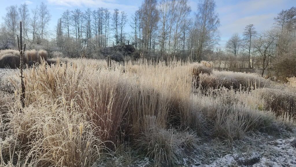 Трави та багаторічники в саду Art-Zillya Сезонні рослини Seasonal plants