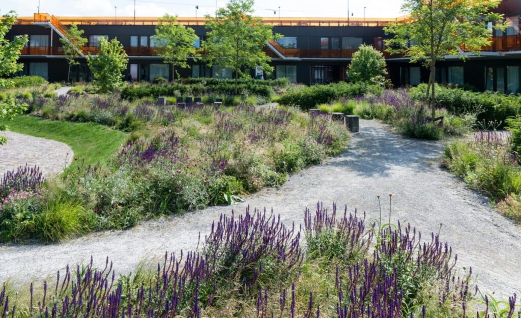 Шавлія в насадженнях трав Сезонні рослини Seasonal plants Salvia