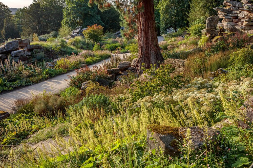 Поєднання рослин з камінням Сезонні рослини Seasonal plants Структурні рослини Structural plants Дерева Trees Квіти Flower