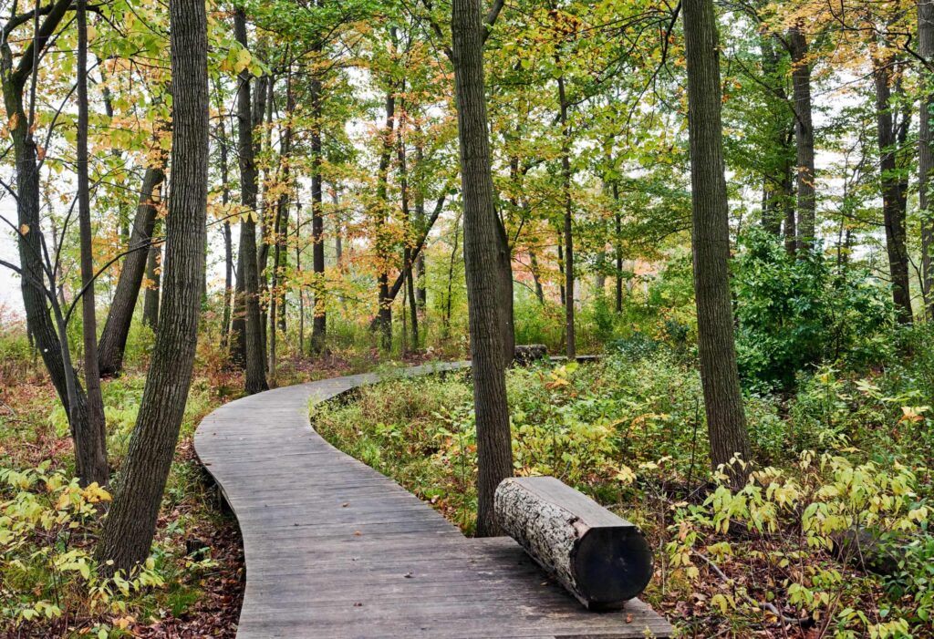 Приклад доріжки між дерев Сезонні рослини Seasonal plants Структурні рослини Structural plants Дерева Trees Ліс Forest