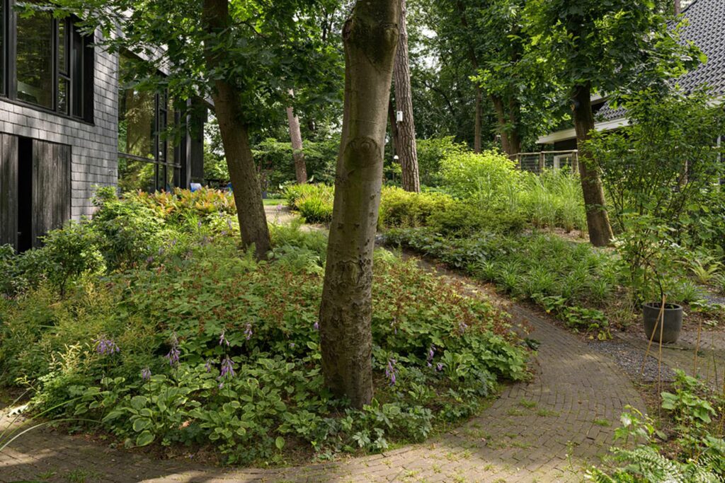 Декоративні рослини в тіні Сезонні рослини Seasonal plants Структурні рослини Structural plants Дерева Trees Ліс Forest