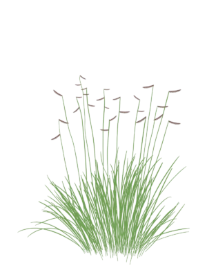 Бутелуа витончена Bouteloua gracilis Ґрунтопокривні рослини Groundcover plants