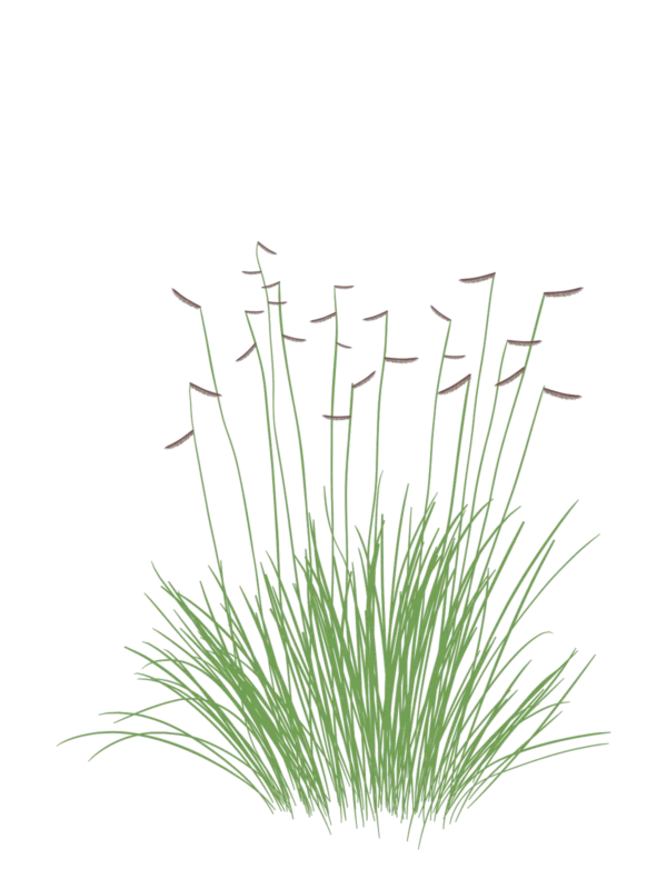 Бутелуа витончена Bouteloua gracilis Ґрунтопокривні рослини Groundcover plants