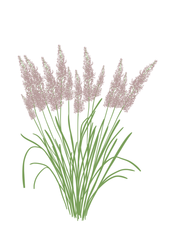 Куничник діамантовий Calamagrostis brachytricha Сезонні рослини Seasonal plants Трави Grass