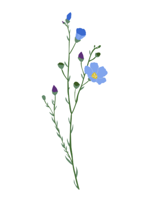Льон багаторічний Linum perenne Рослини-заповнювачі Filler plants