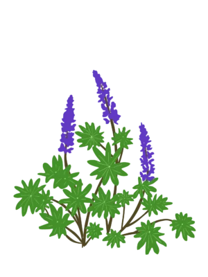 Люпин Lupini Blue Shades Lupinus Lupini Blue Shades Рослини-заповнювачі Filler plants